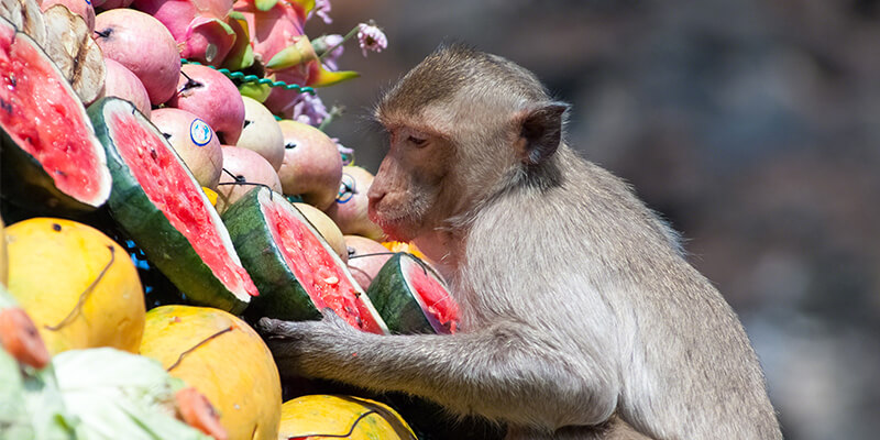 A monkey at the Thailand Monkey Buffet Festival