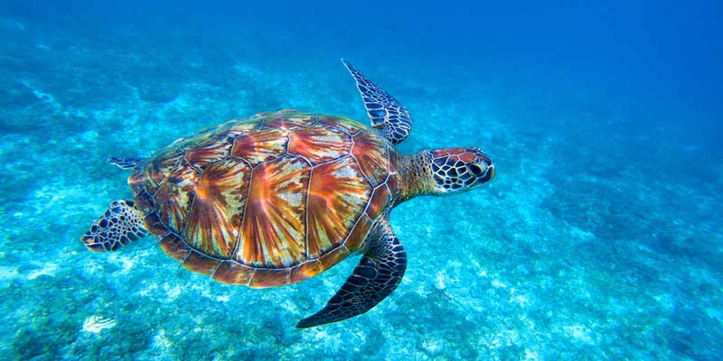 Animals like turtles suffer from plastic being thrown into our oceans