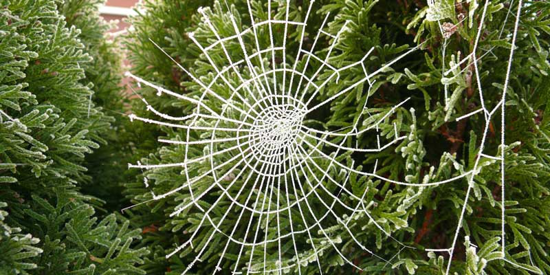 Christmas spiderweb