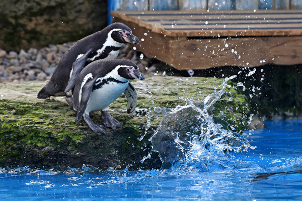 Chessington Zoo penguins